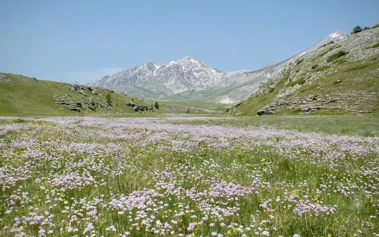 Blühende Bergwiese vor einer Gebirgskette