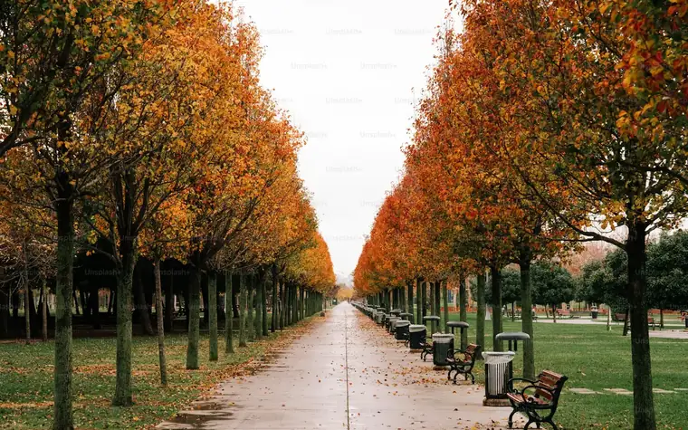 Von Bäumen gesäumte Allee im Herbst