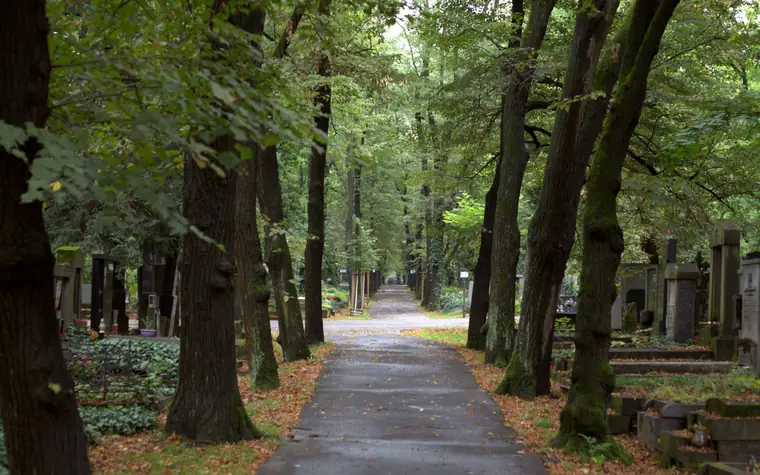 Baumgesäumter Weg auf einem Friedhof