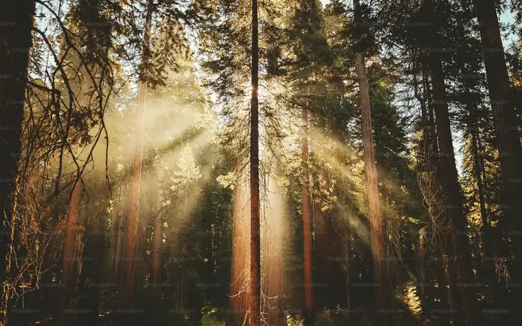 Sonnenlicht zwischen Baumstämmen im Wald