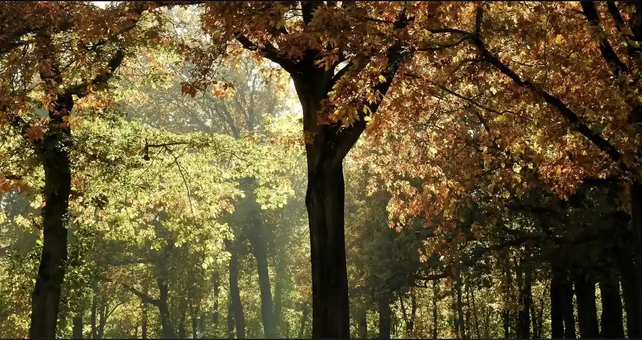 Herbstwald mit goldenem Laub im Gegenlicht