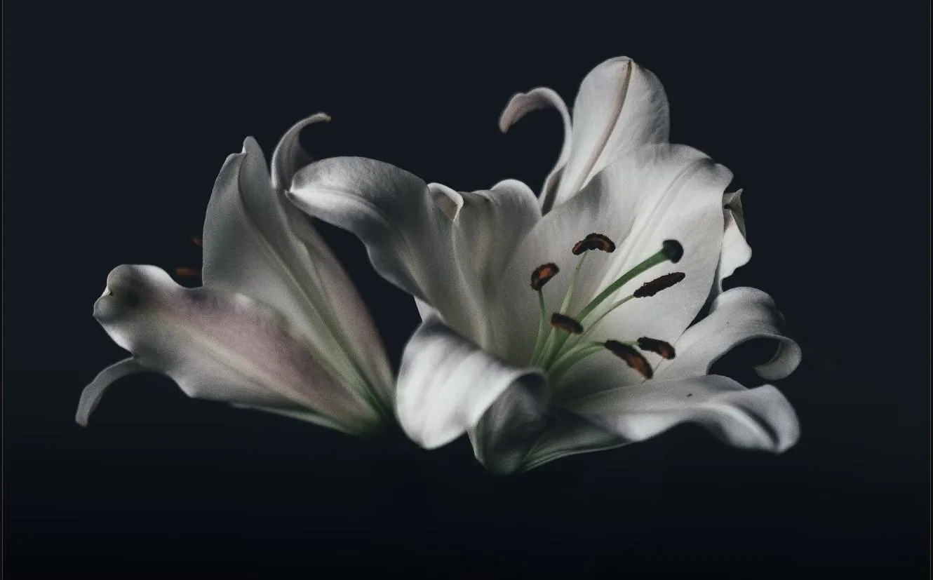 Weisse Lilienblüten