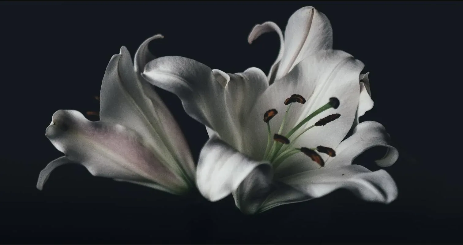 Weisse Lilienblüte vor dunklem Hintergrund